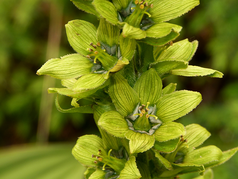 Veratrum album / Veratro comune